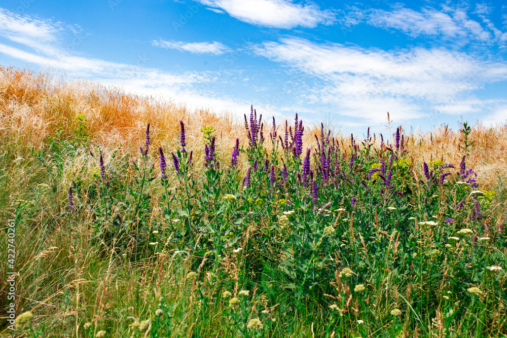 Obraz premium field of corn