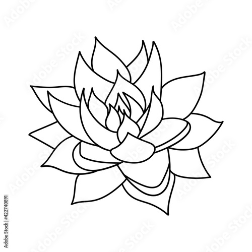 Hand drawn cute succulent in style doodle. graphic sketch home flower echeveria agavoides. Vector illustration, isolated elements on a white background.