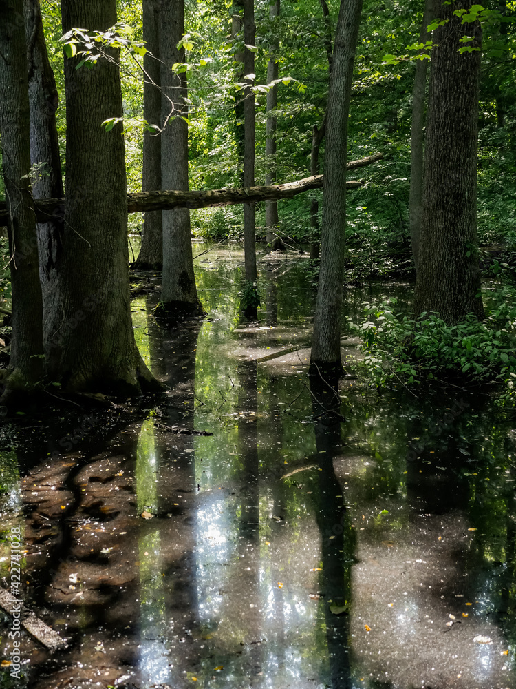 Obraz premium stream in the forest