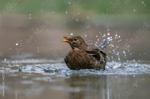 Blackbird (Turdus merula) taking a bath with splashing water and displaying feathers in a pool of water in the forest of Drunen, Overijssel in the Netherlands. 