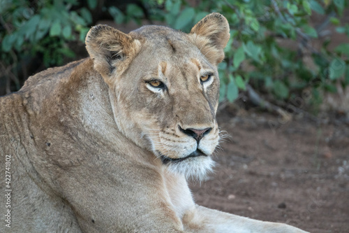 Portrait of a lioness (Panthera leo) in the Timbavati Reserve, South Africa