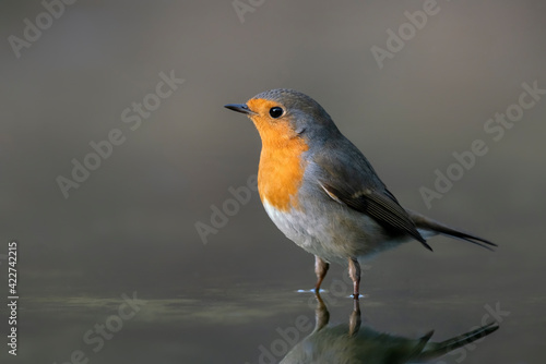 European Robin (Erithacus rubecula) taking a bath in the forest of Overijssel in the Netherlands. 