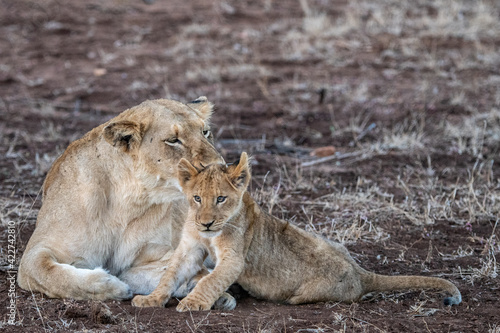 Lioness and cub interacting in the Timbavati Reserve, South Africa