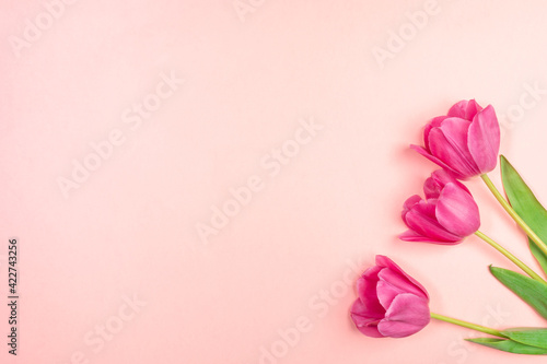 Spring festive minimal background with three magenta tulips on pastel pink. Copy space for text. © SeNata