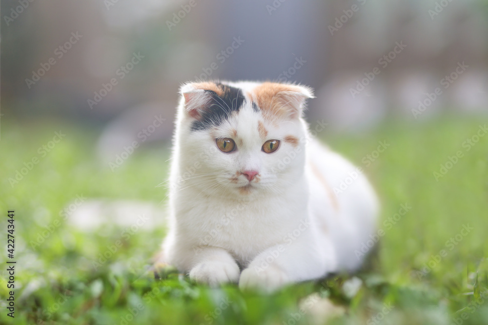 scottish fold cat sitting in the garden with green grass. Calico cat looking at something. Cute white kittens sitting on grass.