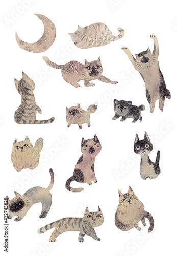 猫の集会