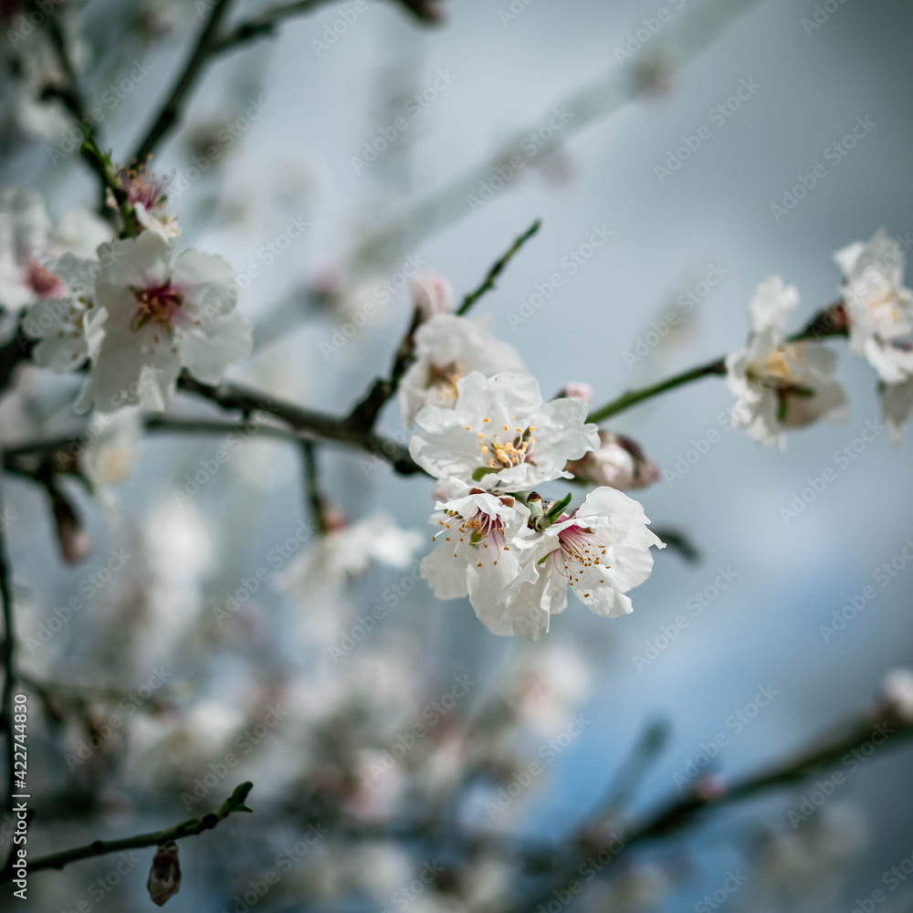 early spring, with chestnut blossoms and branches early spring, with chestnut blossoms and branches