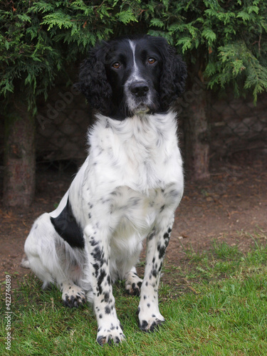 Beautiful Spaniel Dog