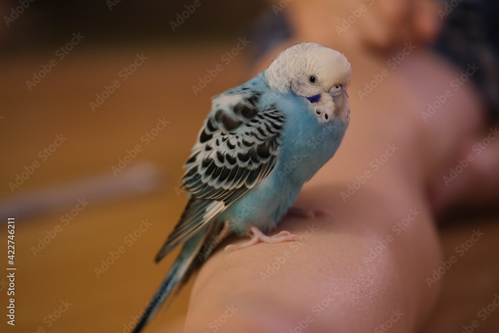 Obraz premium blue cute budgerigar