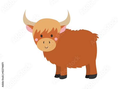 highland cattle