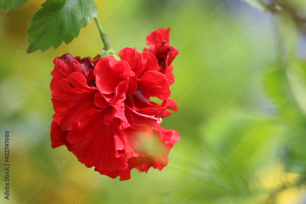 Beautiful red jaba flower in the garden Beautiful red jaba flower in the garden