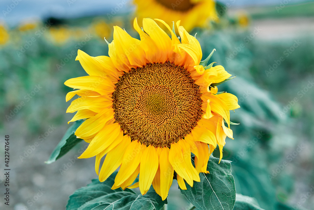 Fototapeta premium sunflower flower in the field with close up