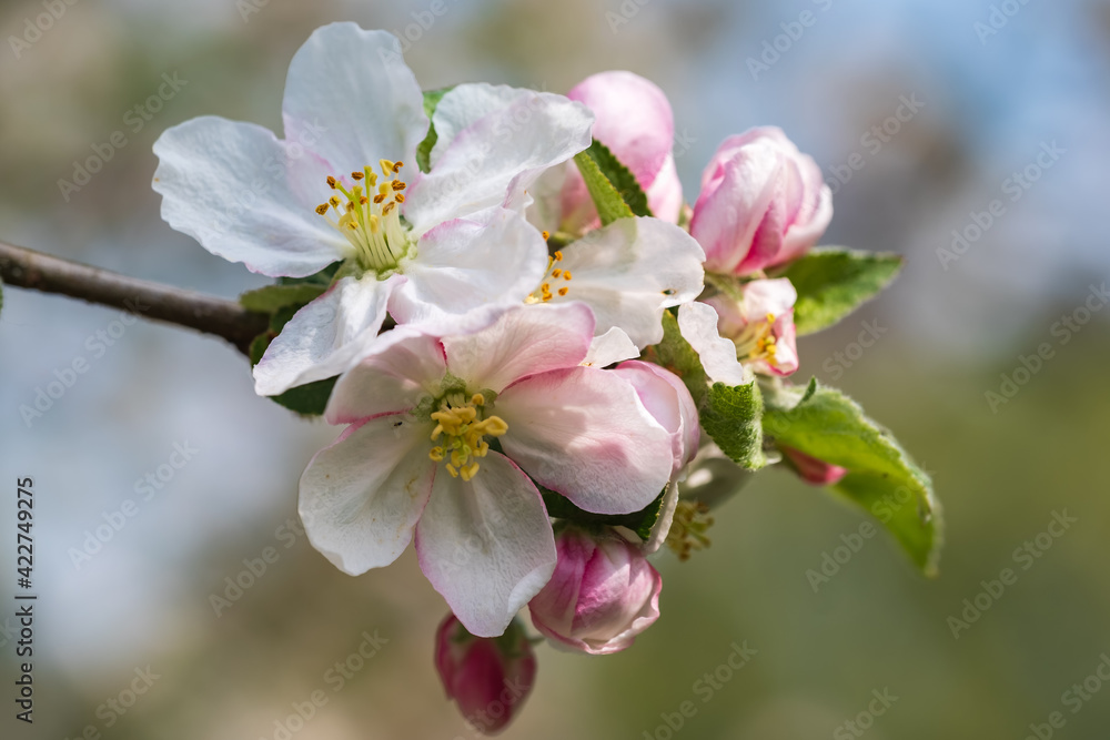 Macro of an apple blossom in an orchard in Rheinhessen / Germany Macro of an apple blossom in an orchard in Rheinhessen / Germany