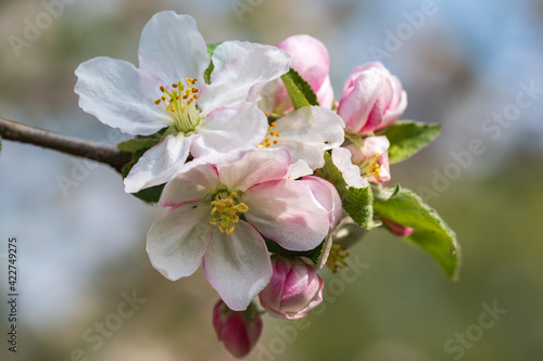 Macro of an apple blossom in an orchard in Rheinhessen / Germany 