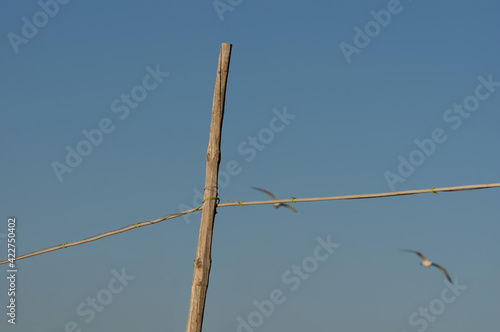 Wooden pole and flying birds in the sky