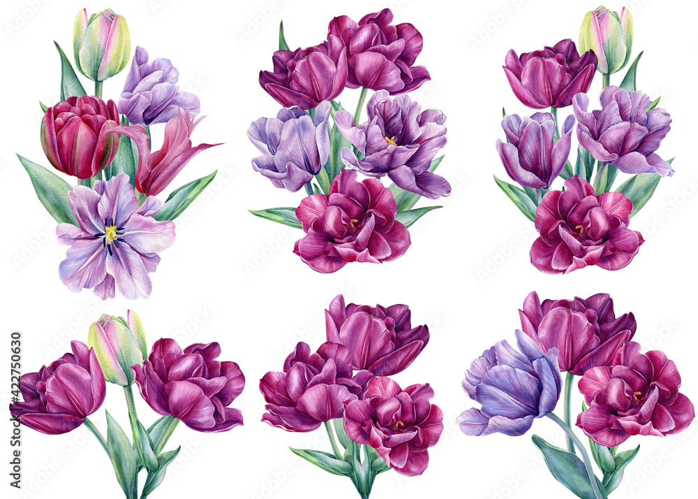 Bouquet tulips flowers on isolated white background, botanical painting. Watercolor illustration, floral design. 