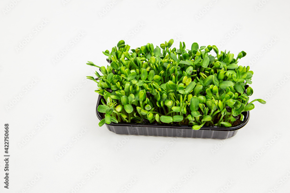 tray with seedlings of micro-green sunflower on a white background on the side with a place for the inscription tray with seedlings of micro-green sunflower on a white background on the side with a place for the inscription