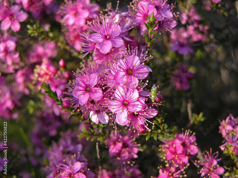 Pink Calytrix flowers, close up of an endemic plant of Western Australia.