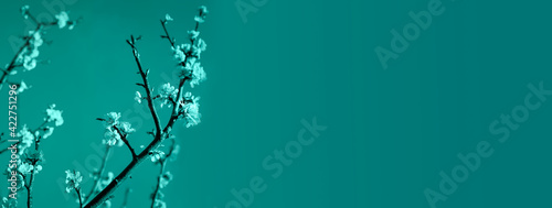 Abstract minimalistic art with cherry blossom on plain teal background for banner 