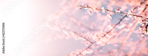 Abstract pink background with spring blossoms 