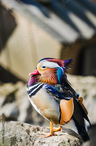 portrait of a colorful male mandarin duck, aix galericulata, resting over a stone. Duck in captivity