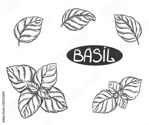 Hand drawn sketch black and white set of basil, leaf. Vector illustration. Elements in graphic style label, sticker, menu, package. Engraved style illustration