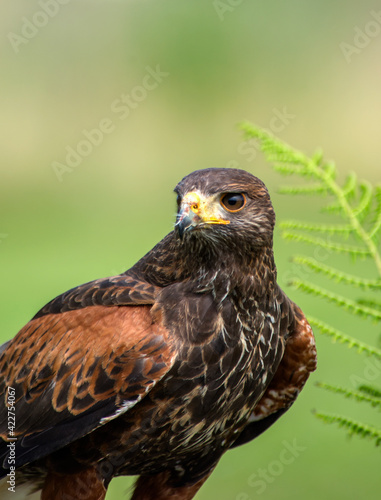 Close up of a Harris Hawk Bird of prey