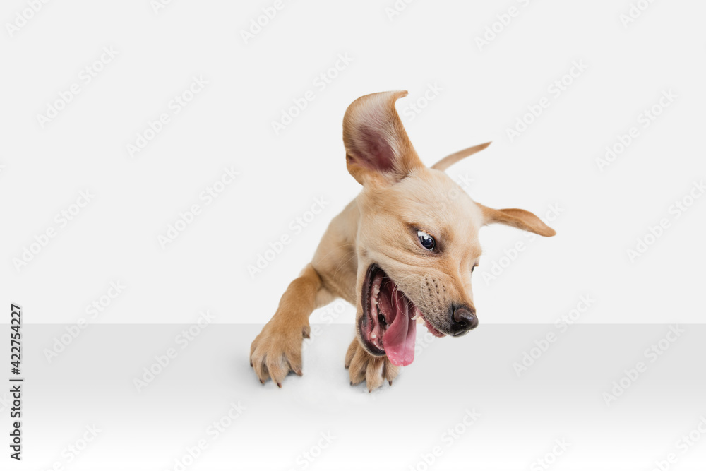 Little Labrador Retriever playing on white studio background