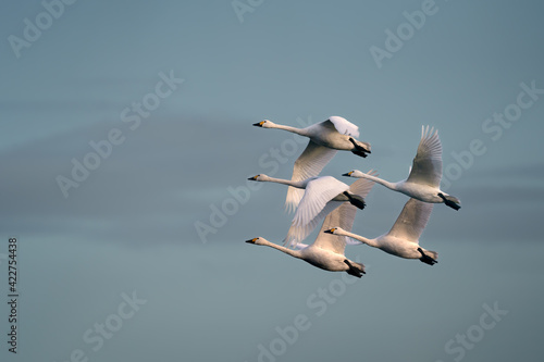 Fototapeta Naklejka Na Ścianę i Meble -  Family of Bewick Swans going home to North America from Europe after their spring and summer visit