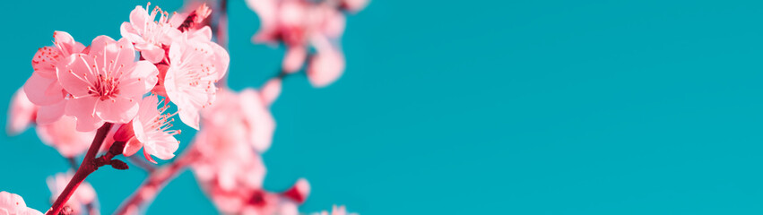 Blossoming tree branches with free space for text banner