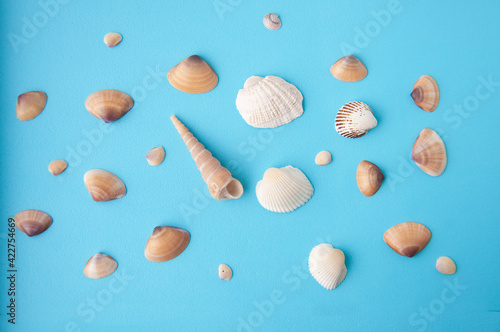 Creative seashell pattern on blue background.