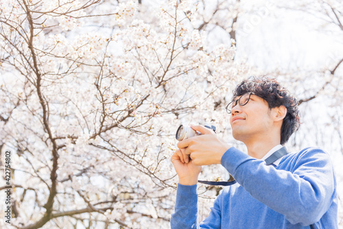 満開の桜をミラーレスカメラで撮影する男性
