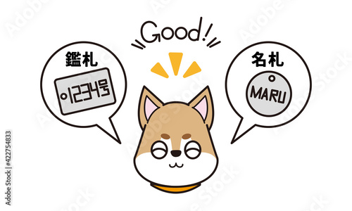 名札と鑑札を付けた可愛いペットの柴犬