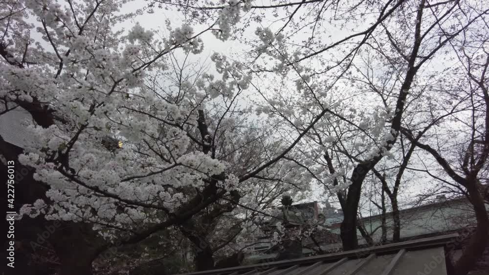 東京都千代田区九段にある靖国神社に咲く桜