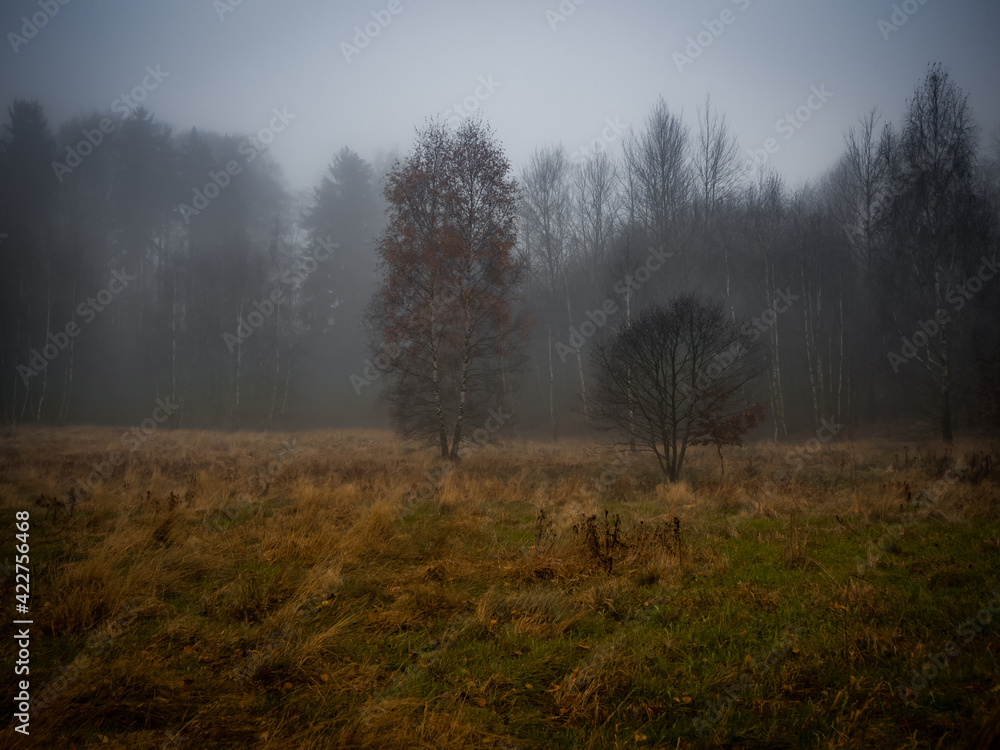 Misty morning in the lonely meadow somewhere in the middle of the dark and deep forest in Czech Republic. Misty morning in the lonely meadow somewhere in the middle of the dark and deep forest in Czech Republic.
