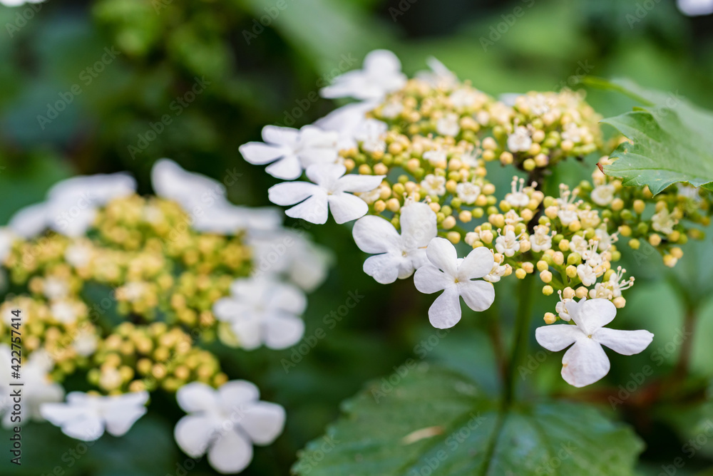 Close up of Viburnum opulus or guelder-rose or guelder rose flowers Close up of Viburnum opulus or guelder-rose or guelder rose flowers