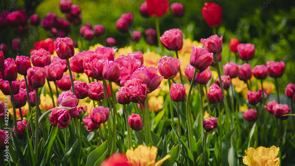 Beautiful blooming tulips of different colors in a green meadow. Greeting card motif. Beautiful blooming tulips of different colors in a green meadow. Greeting card motif.