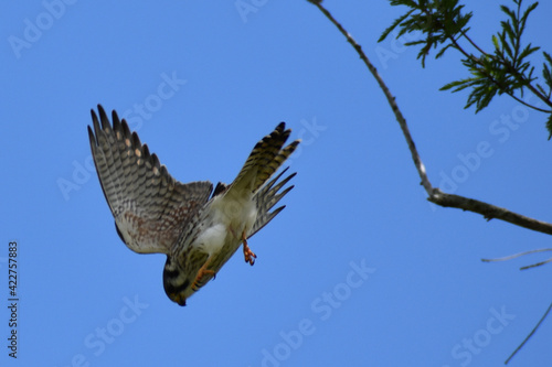 Kestral Falcon Talons Out