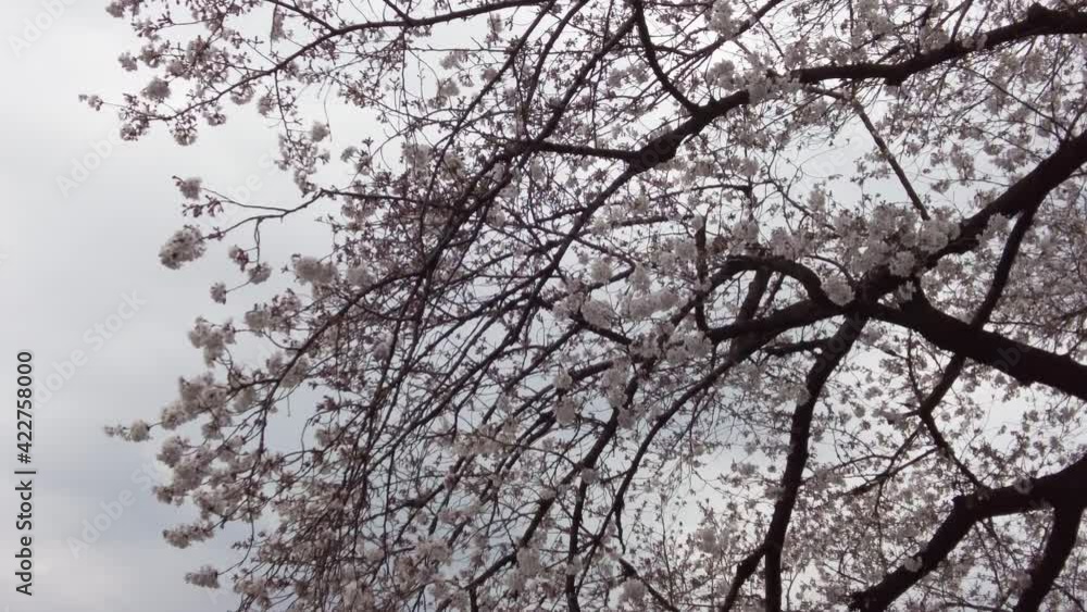 東京都千代田区九段にある千鳥ケ淵緑道に咲く桜