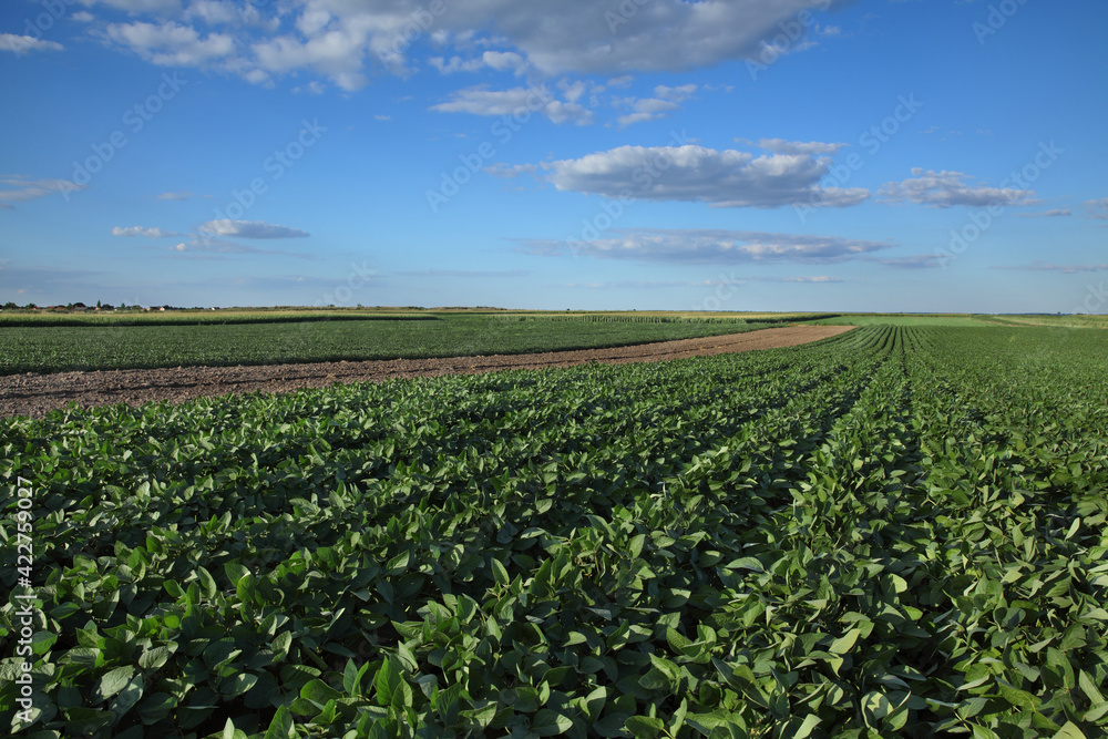 Green cultivated soybean plants in field with blue sky and clouds, agriculture in late spring or early summer, cultivated land