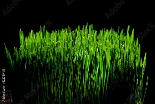 Wheat microgreen on a black background. Texture of green stems close up. Contrasting dramatic light as an artistic effect.