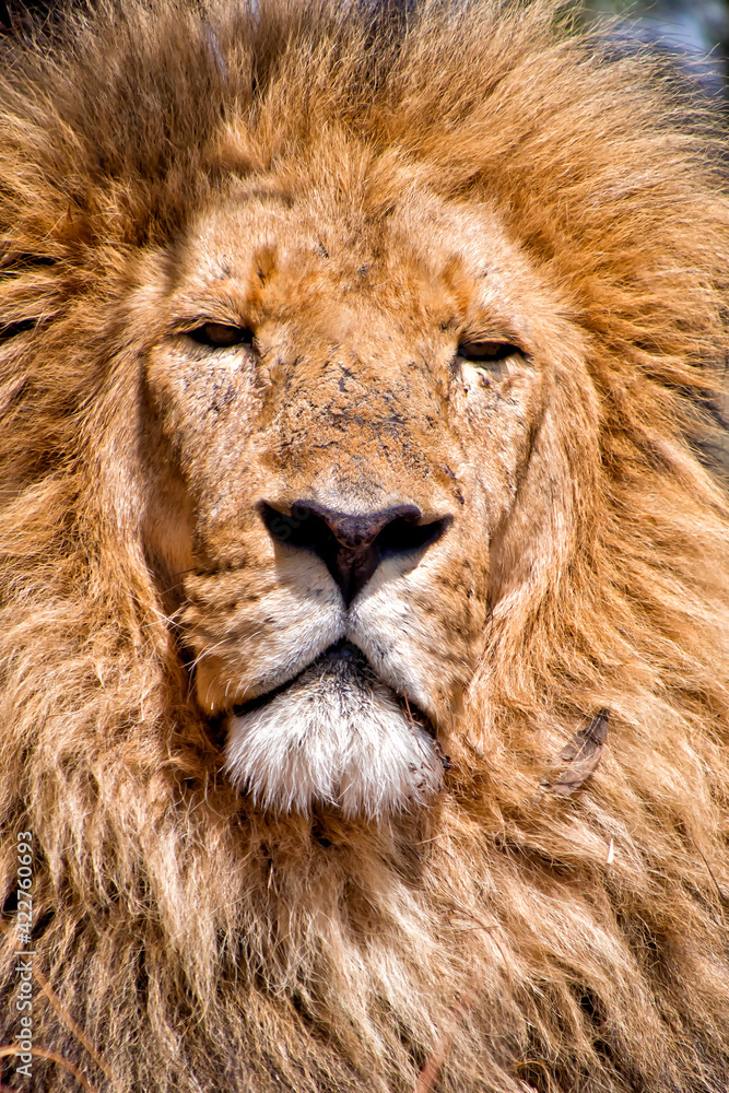 Lion, Panthera Leo, Wildlife Reserve, South Afica, Africa Lion, Panthera Leo, Wildlife Reserve, South Afica, Africa