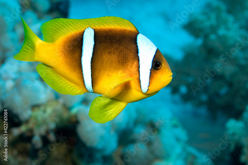 Red Sea Clownfish, Two-banded Anemonefish, Amphiprion bicintus, Coral Reef, Red Sea, Egypt, Africa photo