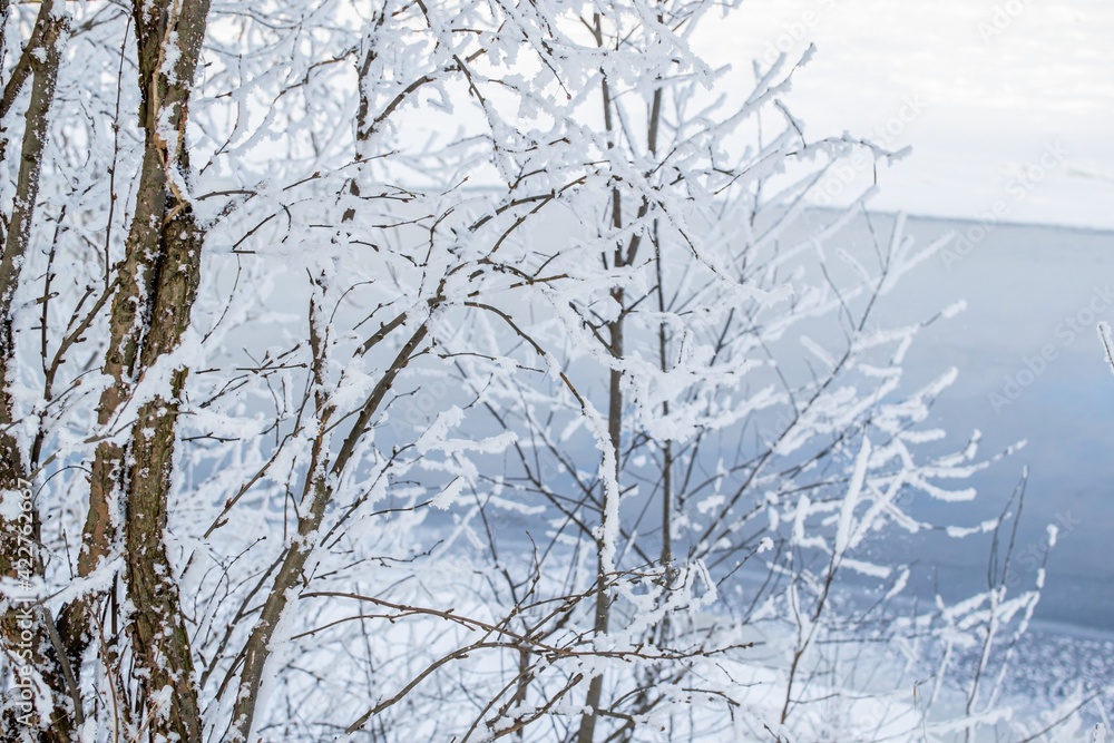 Obraz premium Beautiful thin trees, branches in fluffy white snow on the shore against the background of a blue river in winter