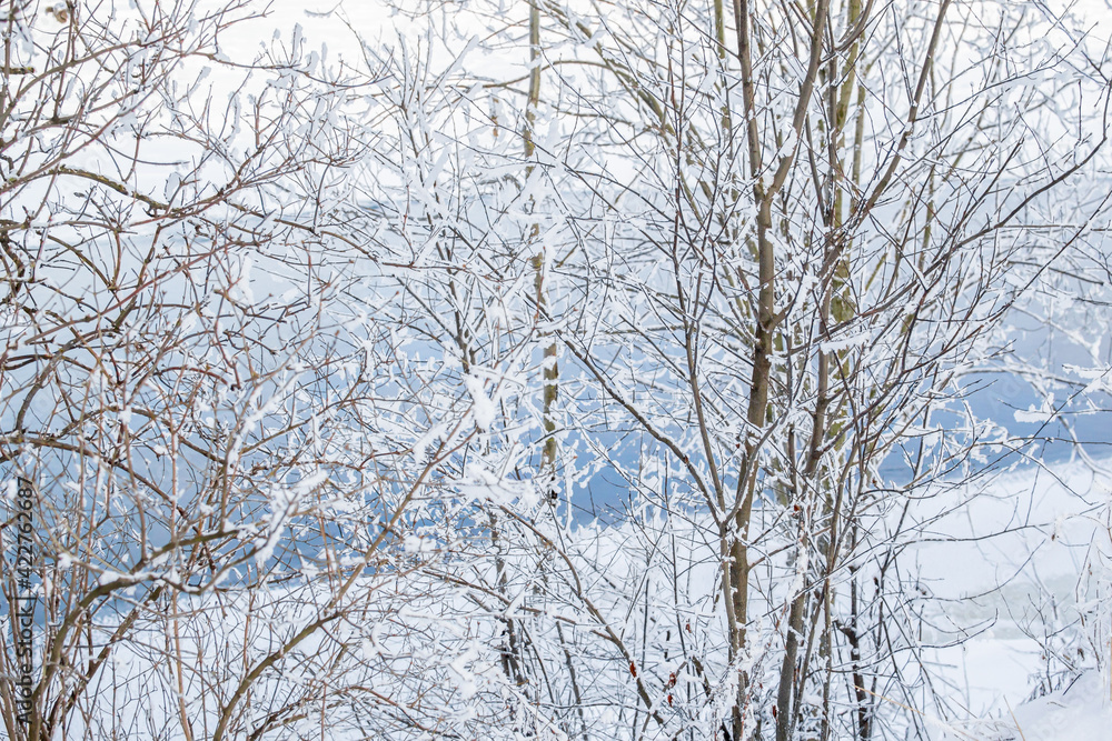 Beautiful thin trees, branches in fluffy white snow on the bank against the background of a blue river in winter Beautiful thin trees, branches in fluffy white snow on the bank against the background of a blue river in winter