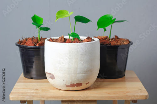 Three Monstera plant seedling is growing on white pot in gray background.