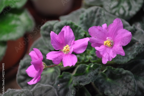 Cultivation of violets in the apartment and at home flowering purple