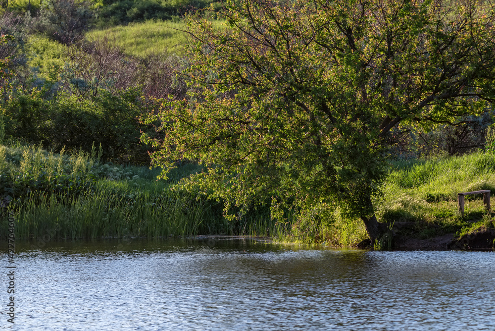 Lush tree on shore of a pond in sun with a wooden bench on edge of green slope Lush tree on shore of a pond in sun with a wooden bench on edge of green slope
