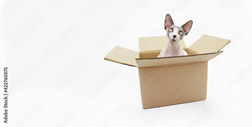 Portrait of a funny sphynx cat looking out of the carton box isolated on white background