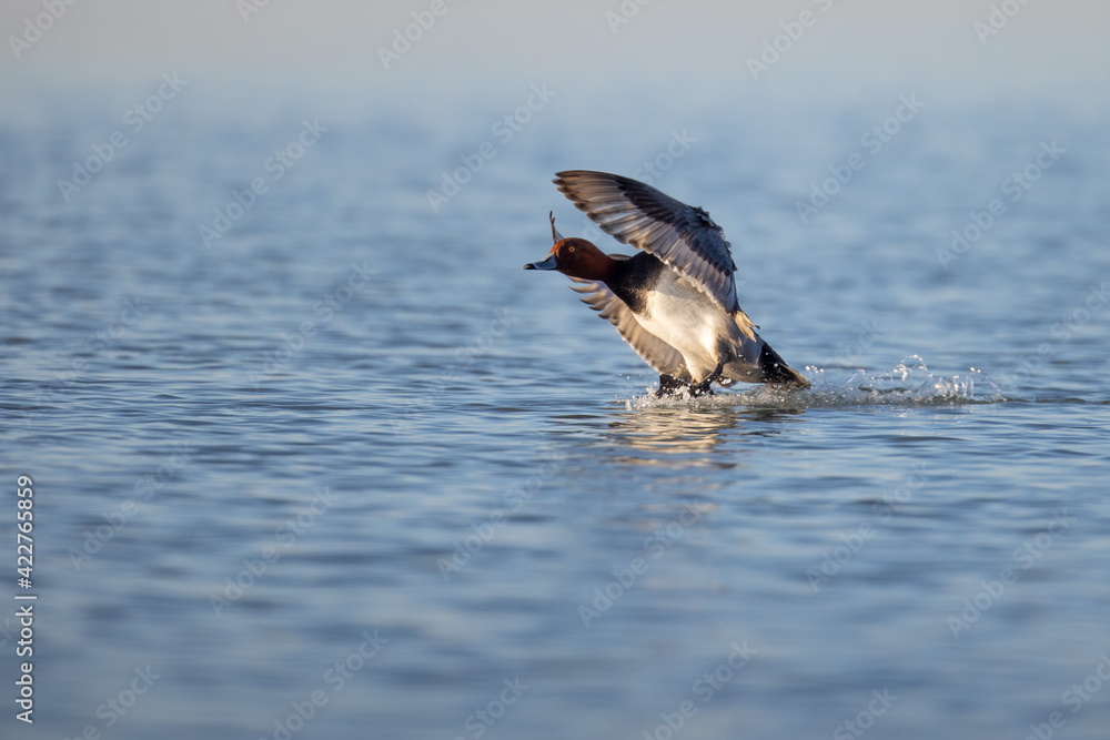 Fototapeta premium Redhead duck landing on water.